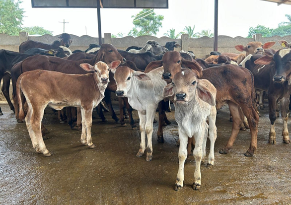 Our Gou Ashrama's cows